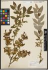 Foto von Salix triandra L.